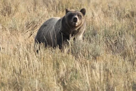 Backpacker Assaulted by Bear in National Park Air Lifted to Hospital