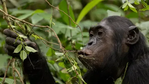 Chimpanzees Drinking the Equivalent of a Beer Each Day from Overripe Fruits, Investigation Reveals