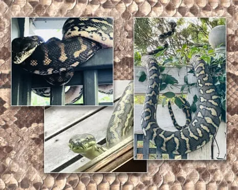 Welcoming my Snakes in My Ceiling: A Journey from Dread to Respect