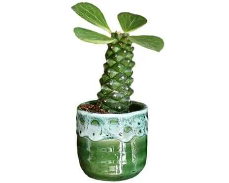 Will My Euphorbia Ritchiei Once Again Grow Leaves Back?